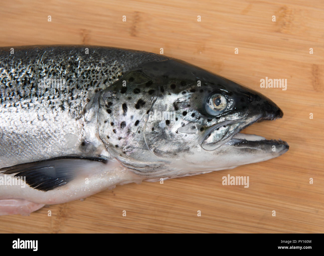 Freschi salmone crudo Foto Stock