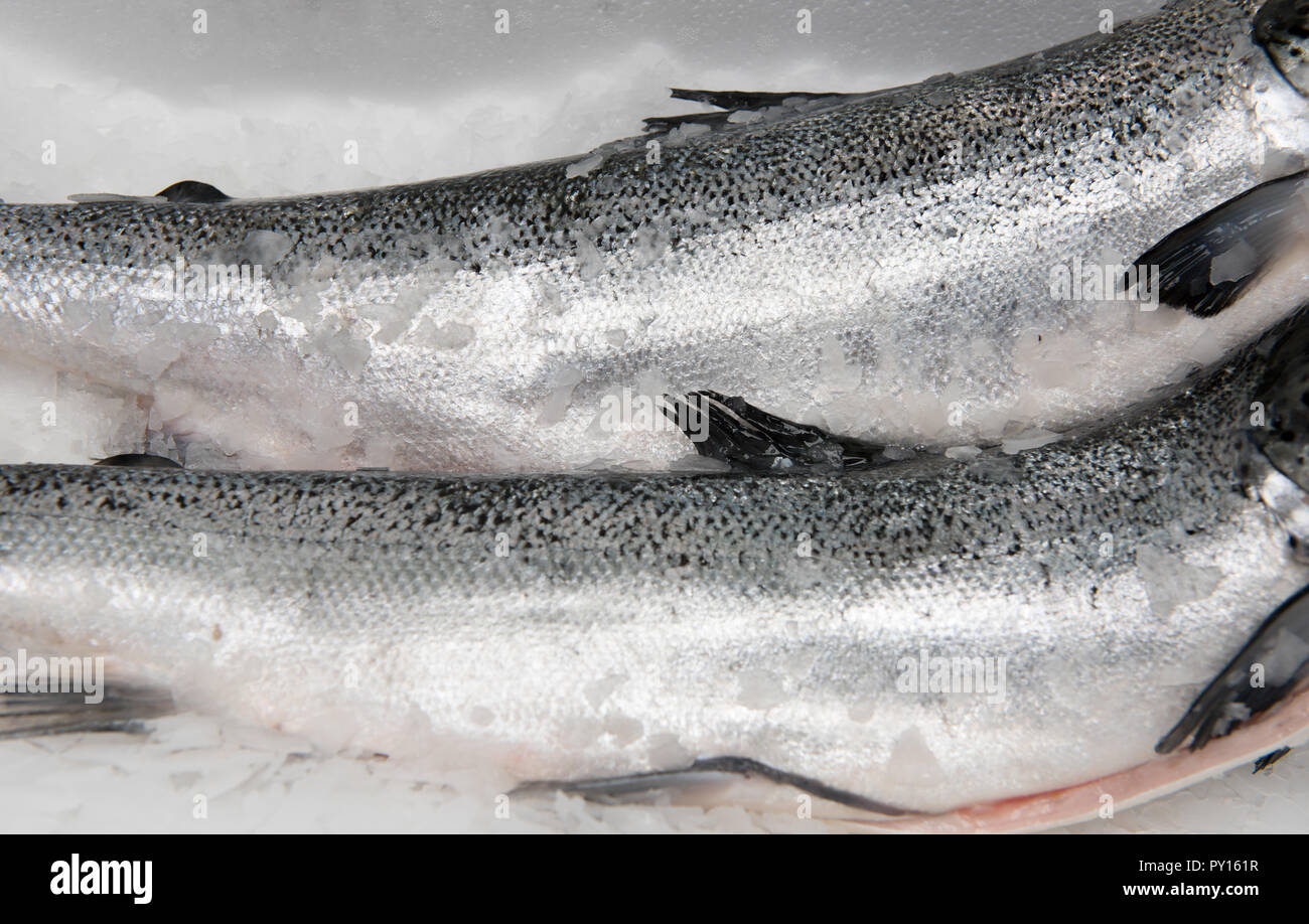 Freschi salmone crudo Foto Stock