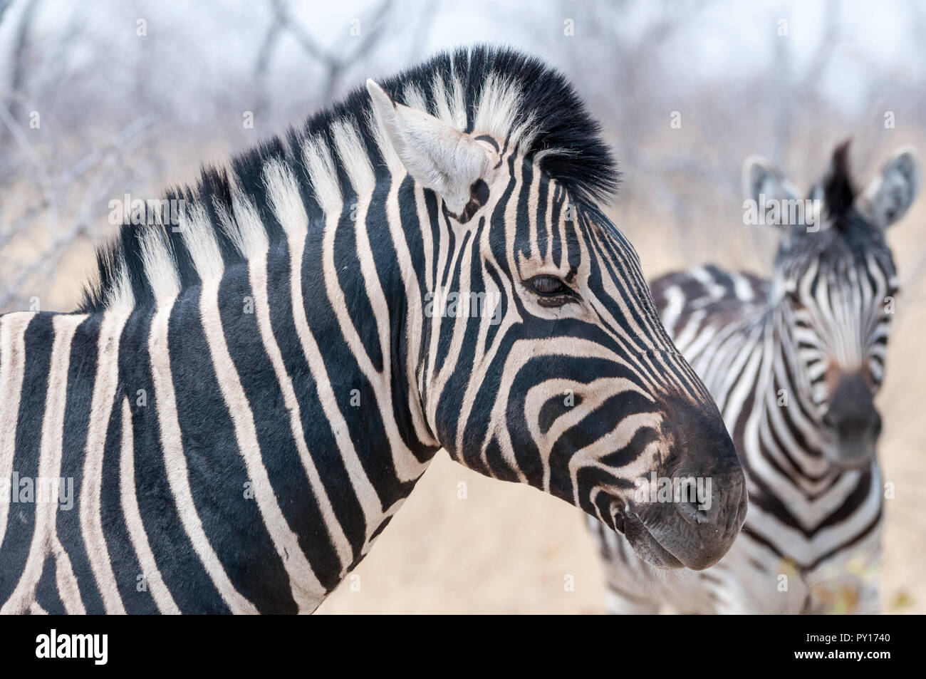 Comune di zebra, Equus quagga, il Parco Nazionale di Etosha, Namibia Foto Stock