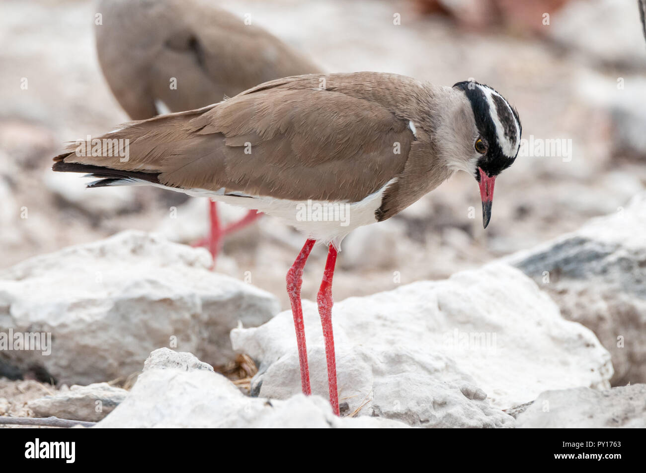 Incoronato pavoncella, Crowned Plover, Vanellus coronatus, il Parco Nazionale di Etosha, Namibia Foto Stock