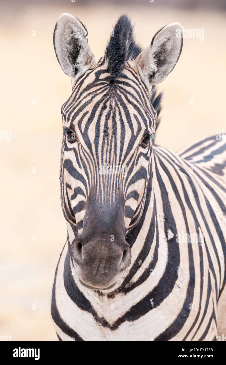Comune di zebra, Equus quagga, il Parco Nazionale di Etosha, Namibia Foto Stock