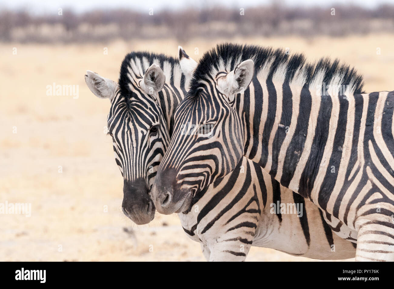 Comune di zebra, Equus quagga, il Parco Nazionale di Etosha, Namibia Foto Stock