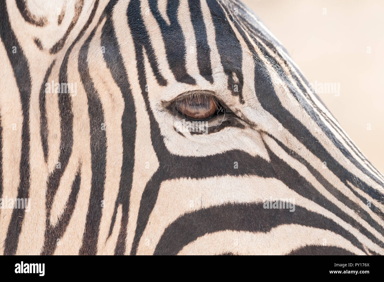 Comune di zebra, Equus quagga, il Parco Nazionale di Etosha, Namibia Foto Stock