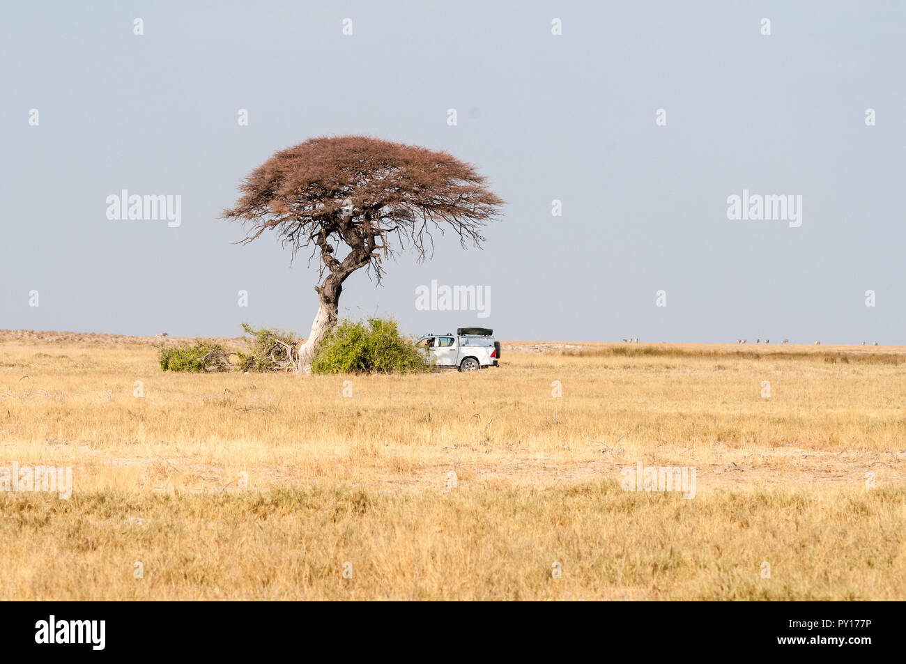 4x4 auto sotto l'acacia, il Parco Nazionale di Etosha, Namibia Foto Stock