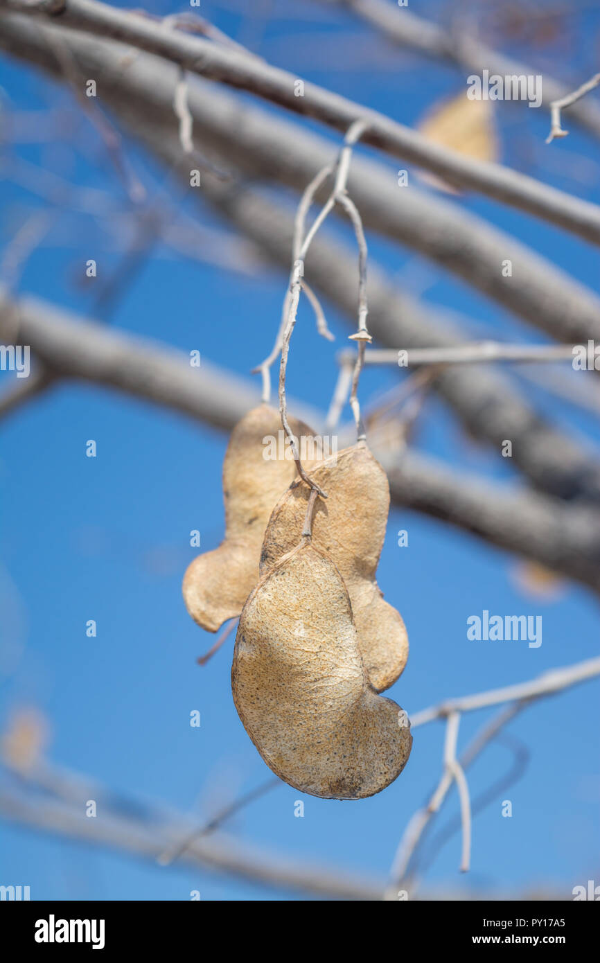 Mopane frutta, Colophospermum mopane, il Parco Nazionale di Etosha, Namibia Foto Stock