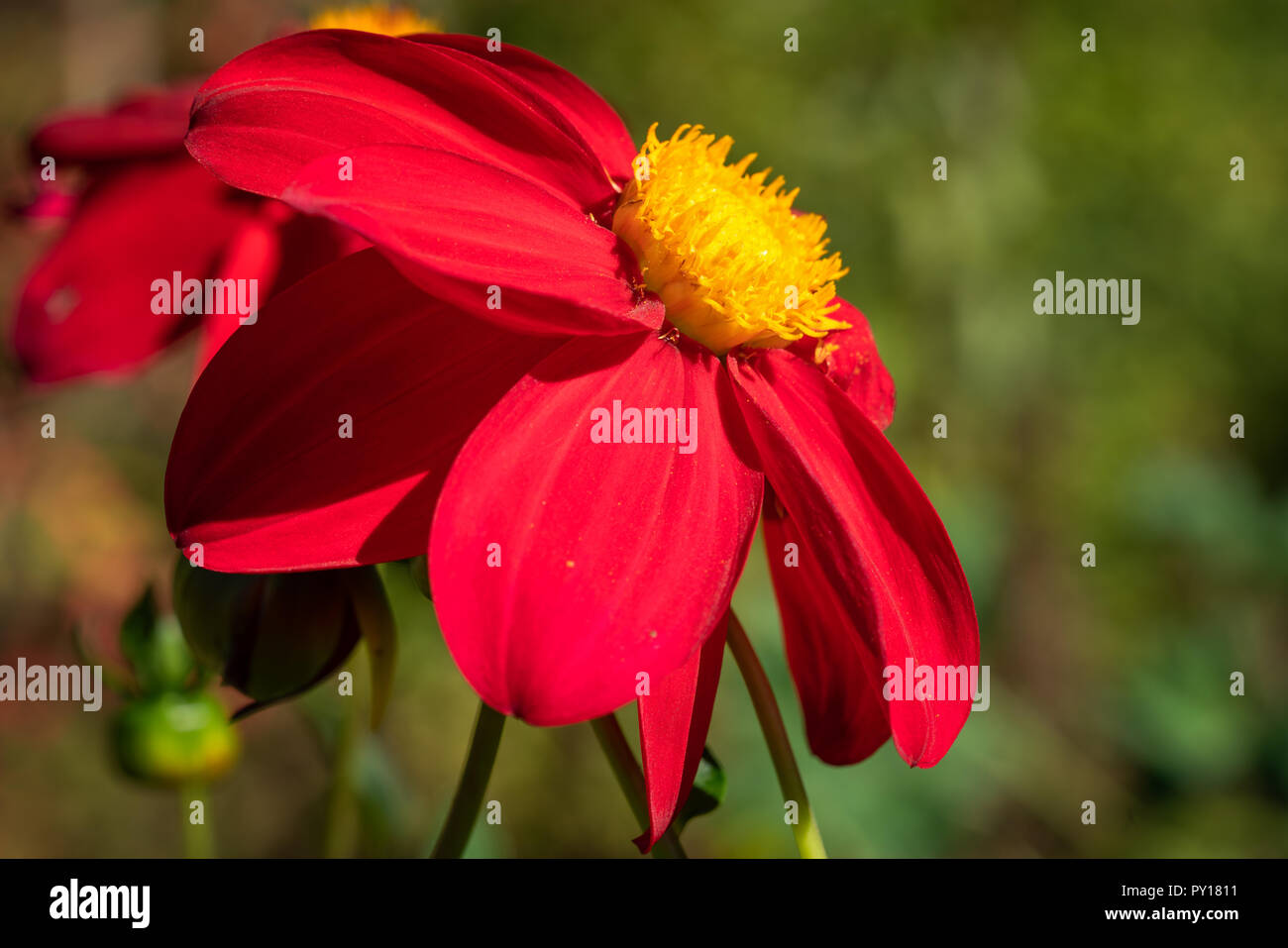 Dahlia (Dahlia), fiori d'estate Foto Stock