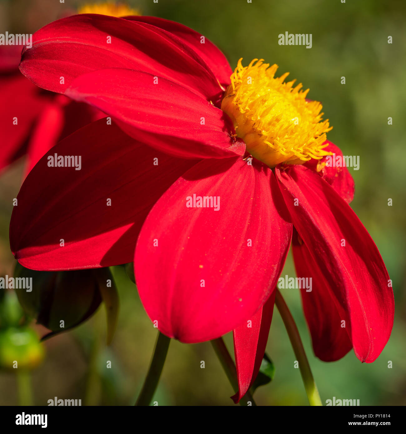 Dahlia (Dahlia), fiori d'estate Foto Stock