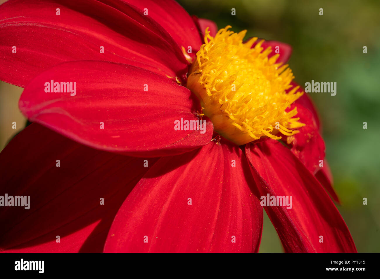 Dahlia (Dahlia), fiori d'estate Foto Stock