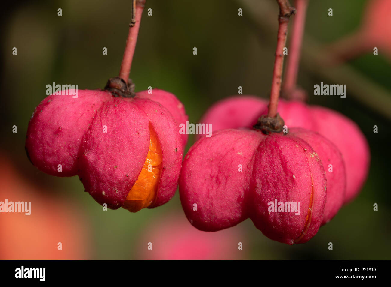 Mandrino (Euonymus europaeus), close-up dei frutti in autunno Foto Stock