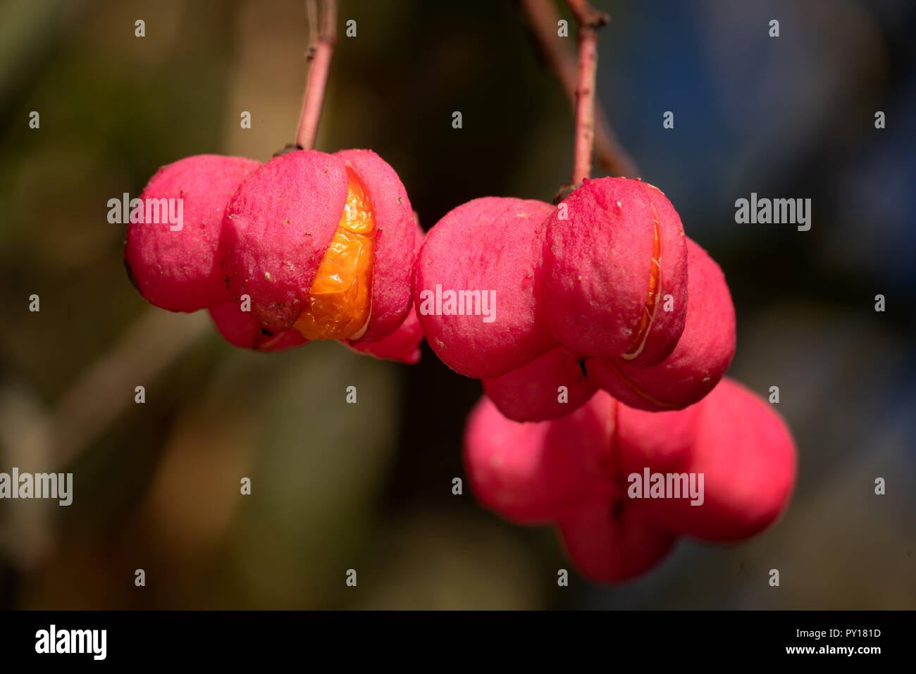 Mandrino (Euonymus europaeus), close-up dei frutti in autunno Foto Stock