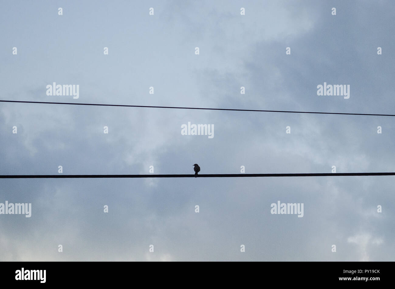 Un piccolo uccello in piedi sul cavo della luce su una strada rurale, dietro di lui sullo sfondo di un cielo nuvoloso al tramonto. Foto Stock