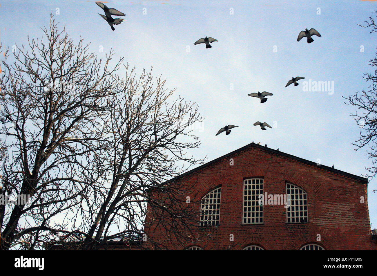 Gli Uccelli prendono il volo dalla cima di Santa Sofia Chiesa contro un pallido cielo invernale a Sofia, Bulgaria Foto Stock