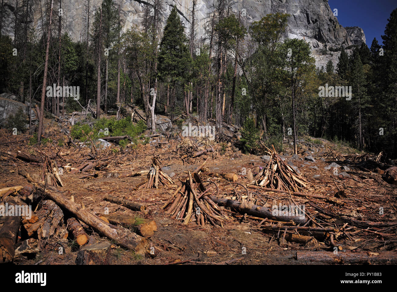 Legno morto vicino al Parco Nazionale di Yosemite è El Capitan attende di essere bruciato in un incendio prescritte. Foto Stock