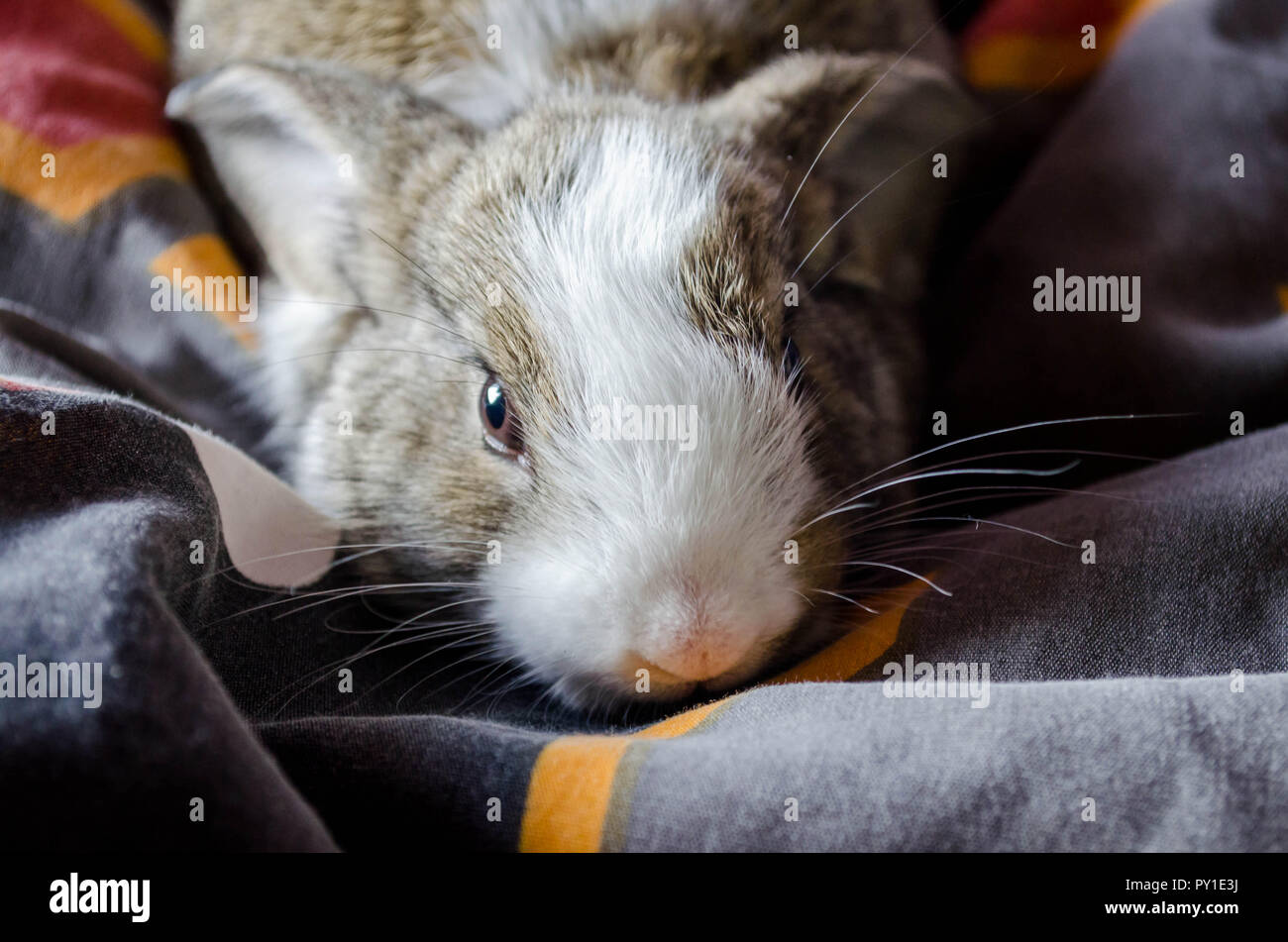 Primo piano di un coniglietto su un letto. Foto Stock