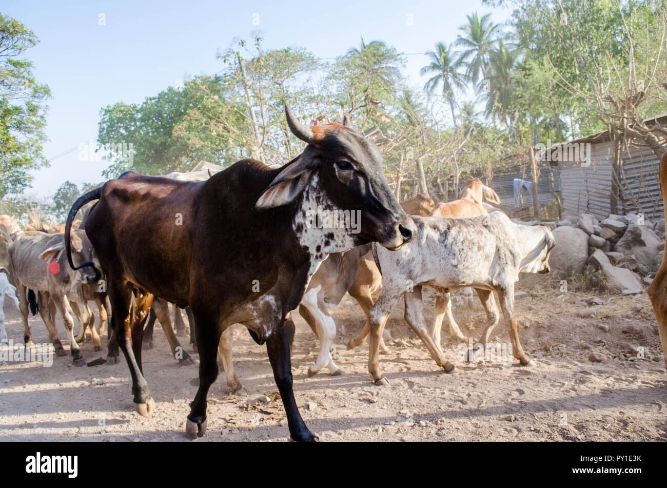 Tori e vacche essendo herded da un cane e gli esseri umani in un sentiero sterrato in spiaggia. Foto Stock