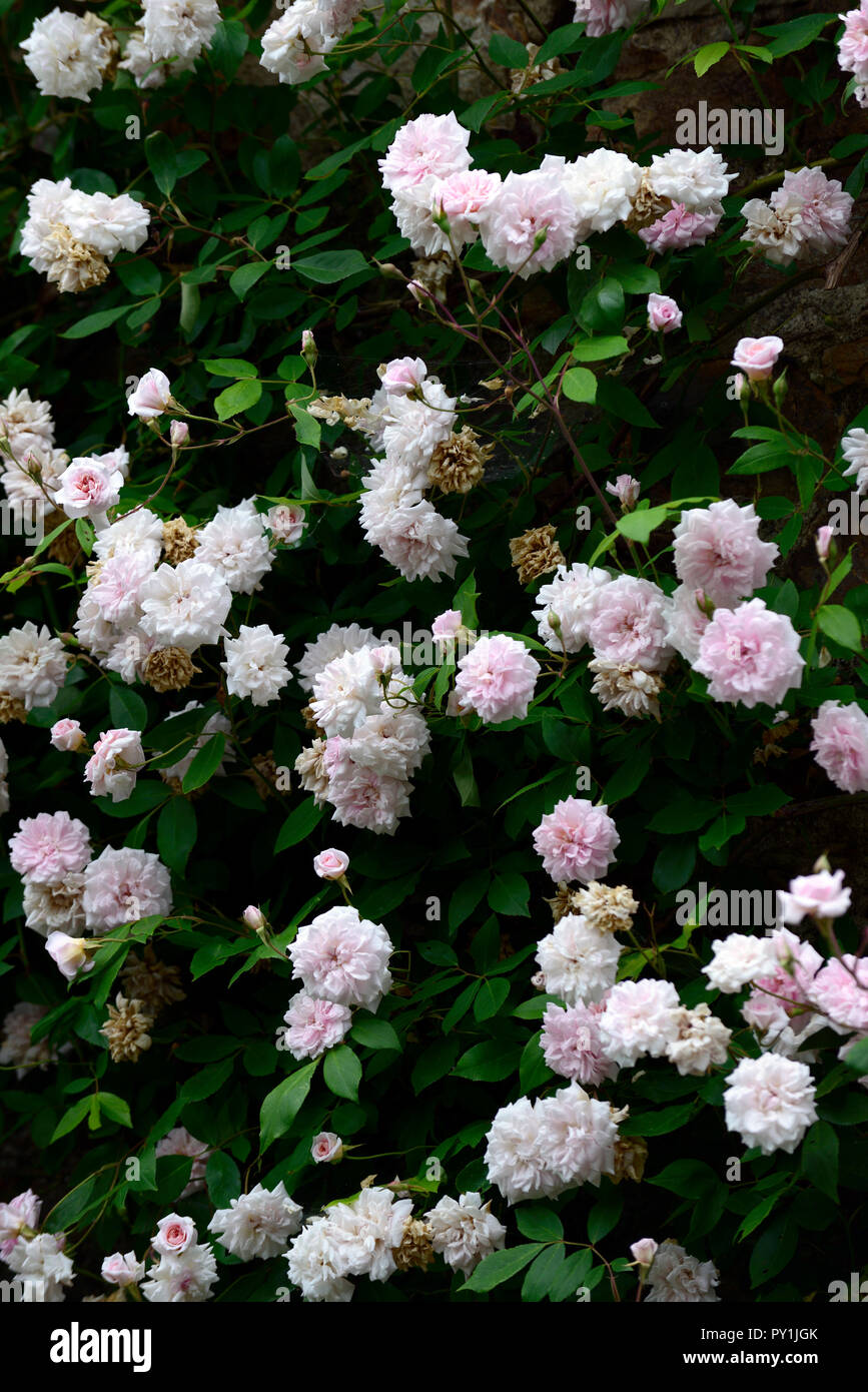 Rosa Phyllis Bide,rosa Phyllis Bide,fiore,bianco, rambler,sconnesso, scalata, scalatore,fiori,fioritura,fragrante,profumato,RM Floral Foto Stock