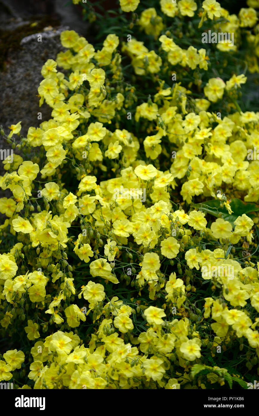 Enagra,Oenothera biennis,giallo,fiore,fiori,fioritura,BIENNALE,profumo,profumato,RM Floral Foto Stock