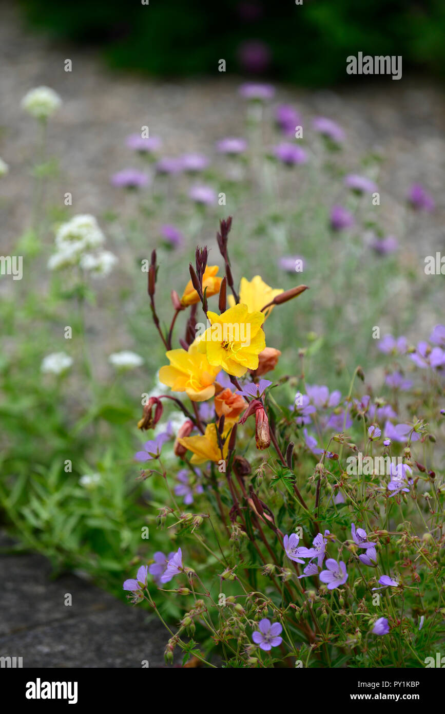 Oenothera versicolor,primule,Oenothera,giallo,fiore,fiori,fioritura,BIENNALE,profumo,profumato,RM Floral Foto Stock
