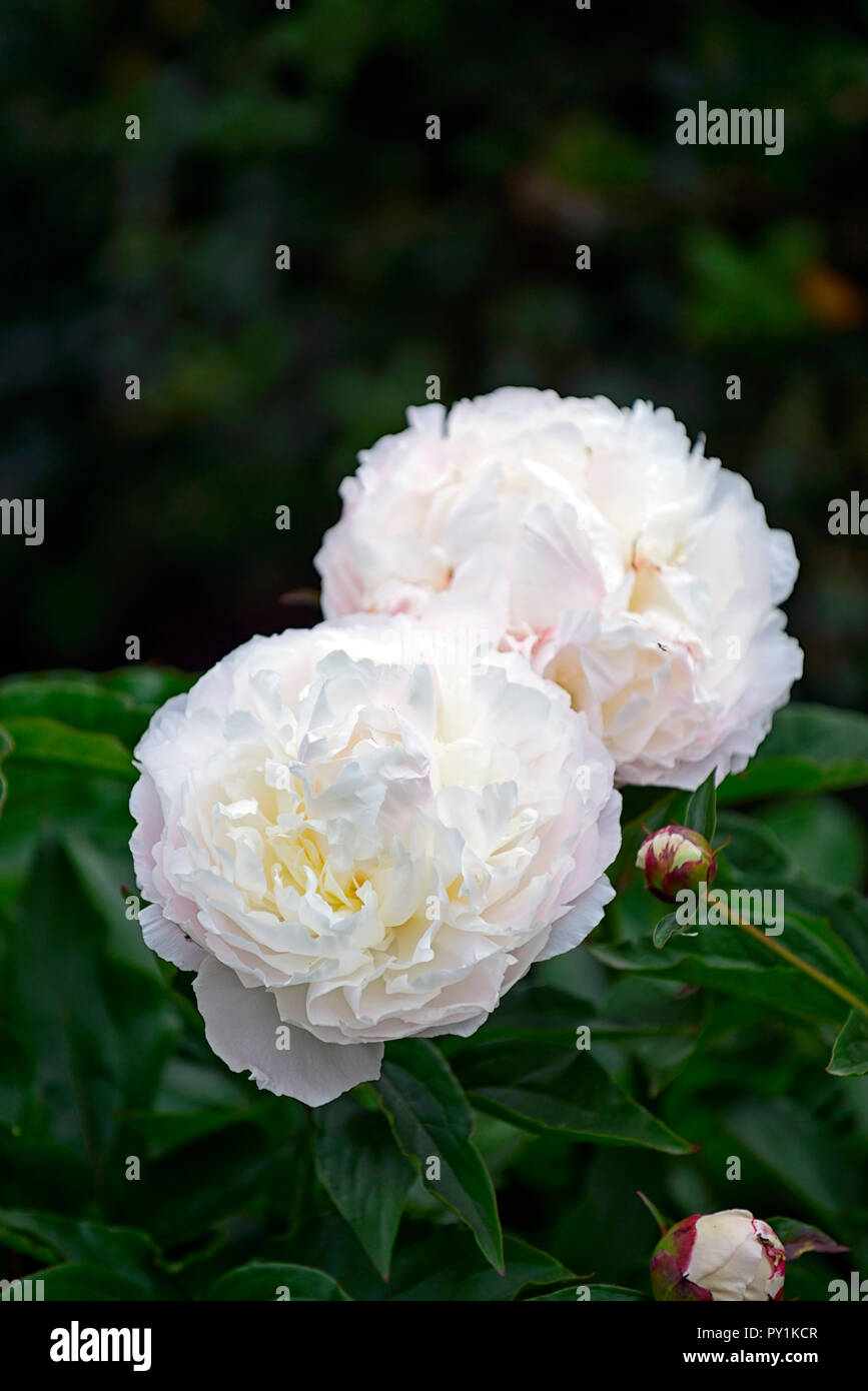 Peonia Duchesse de Nemours peonia,le peonie,Bianco fiore doppio,fiore, fioritura,perenne,bed,confine,profumato,RM Floral Foto Stock