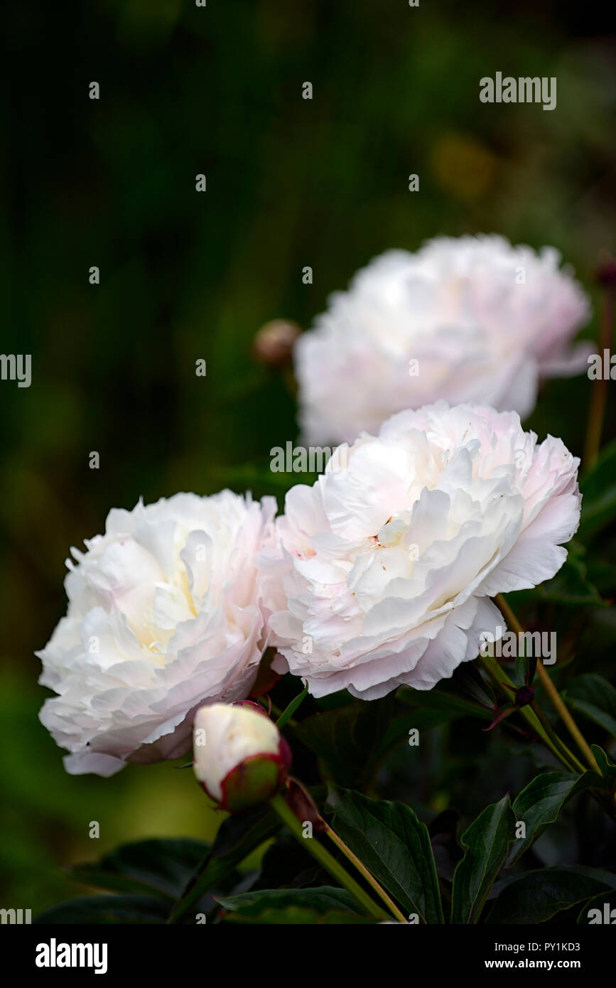 Peonia Duchesse de Nemours peonia,le peonie,Bianco fiore doppio,fiore, fioritura,perenne,bed,confine,profumato,RM Floral Foto Stock