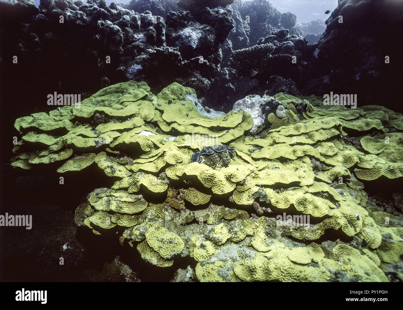Korallen, Unterwasseraufnahme Foto Stock