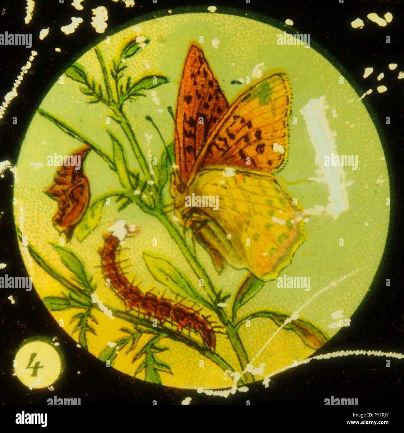 Farfalle Tafel immagine I 4. Foto Stock