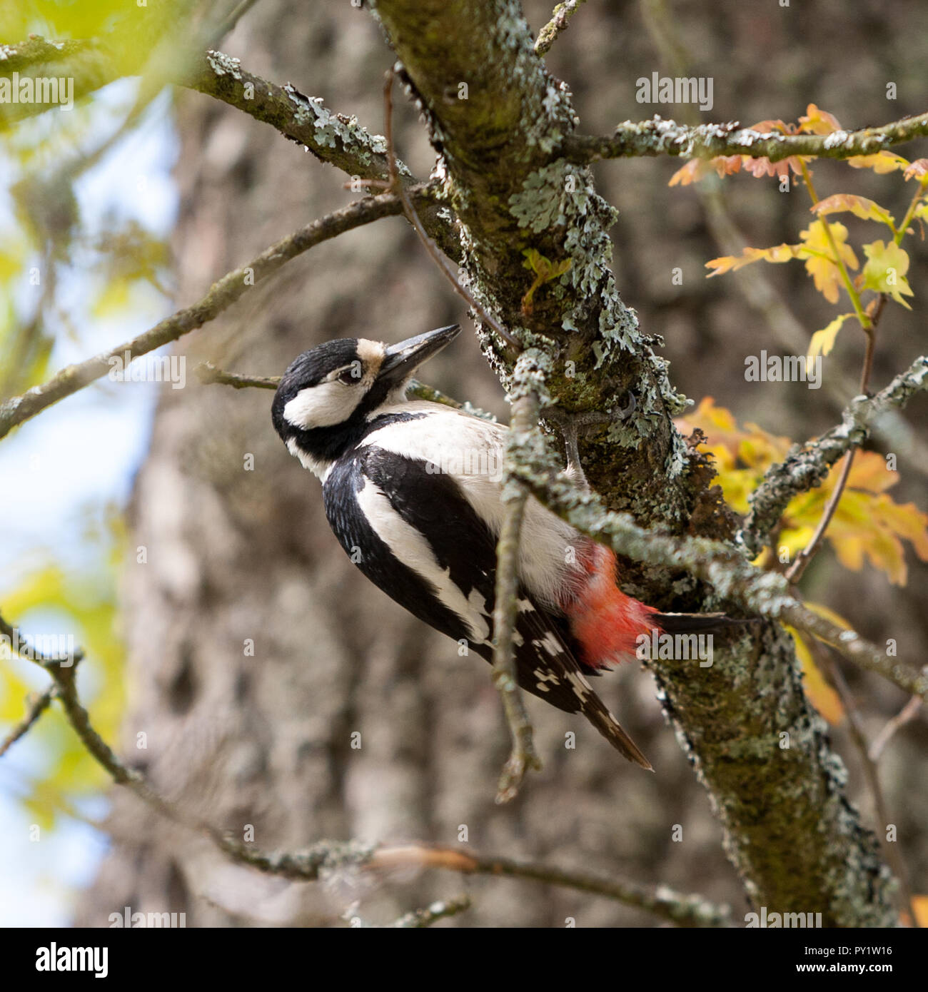 Picchio rosso maggiore, Större hackspett (Dendrocopos major) Foto Stock