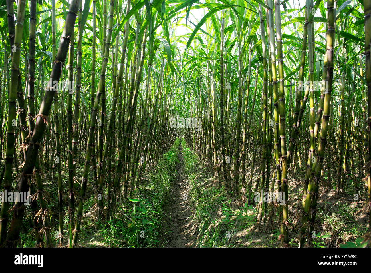 Un organico di campo di canna da zucchero a Singair in Manikganj, Bangladesh. Foto Stock