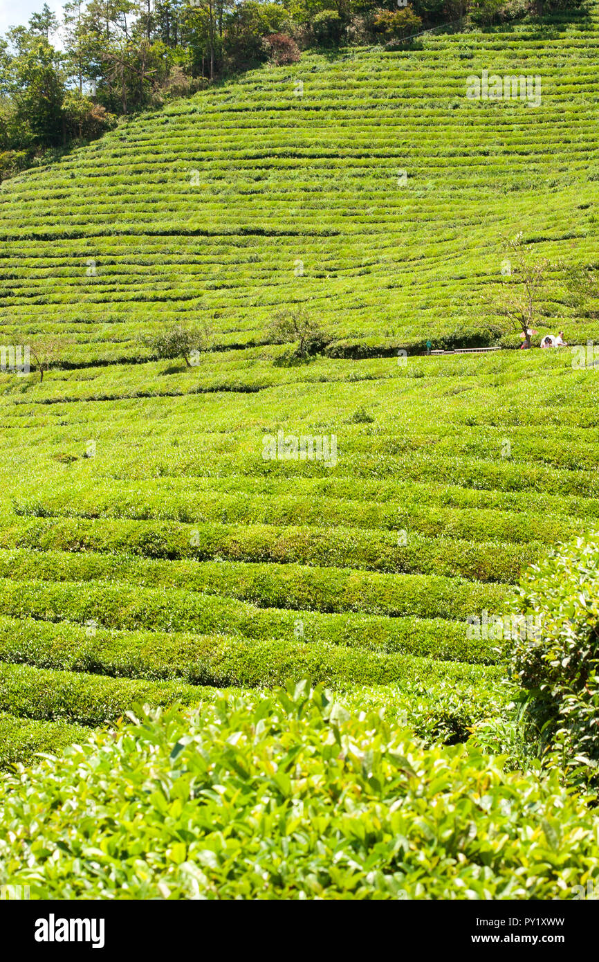 Il tè verde campi di Bossing, Gyeongsangnam-do Provincia, Corea del Sud. Foto Stock