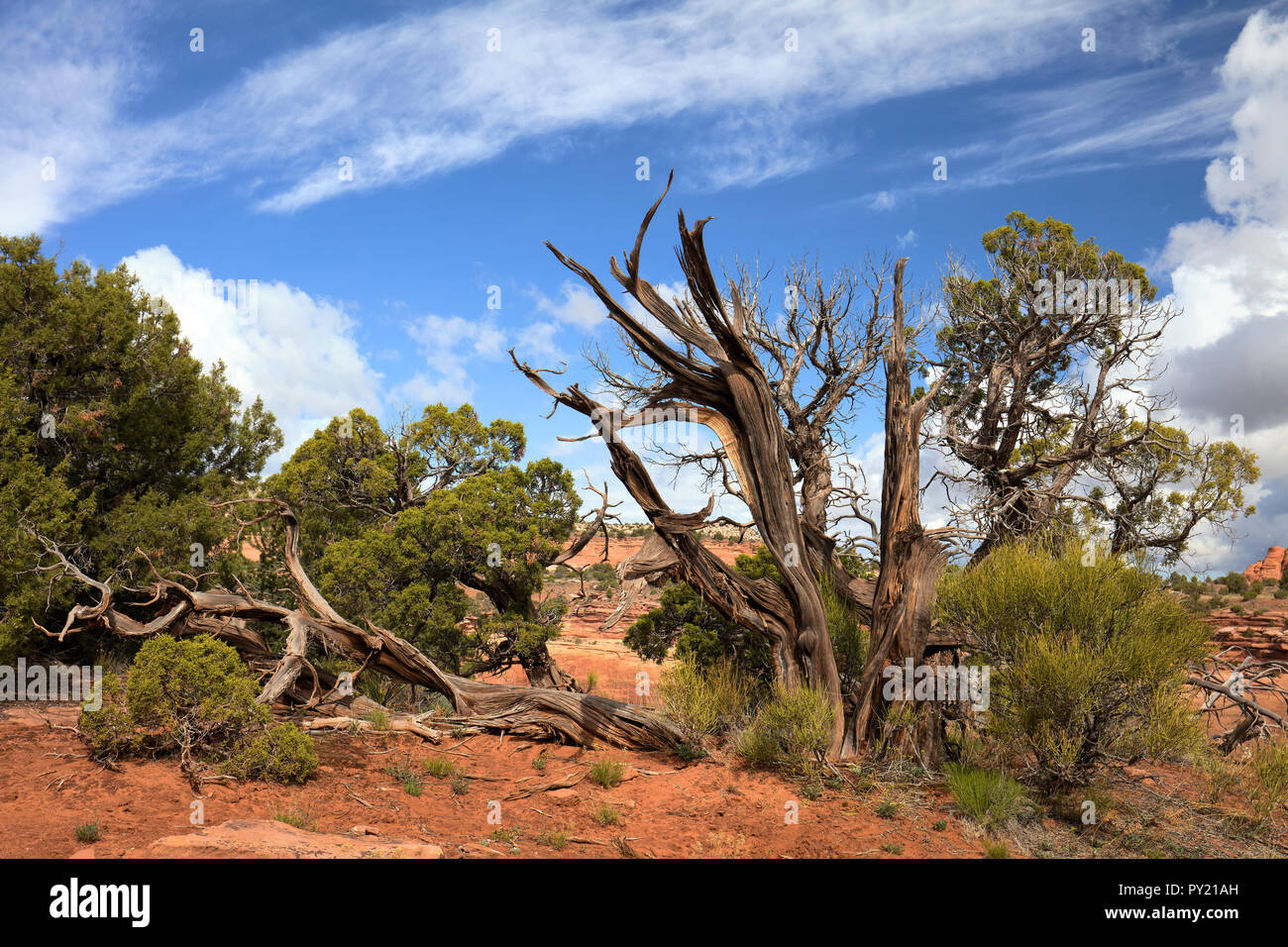 Alberi e filiali in Gran monumento Parco Nazionale, Colorado Foto Stock
