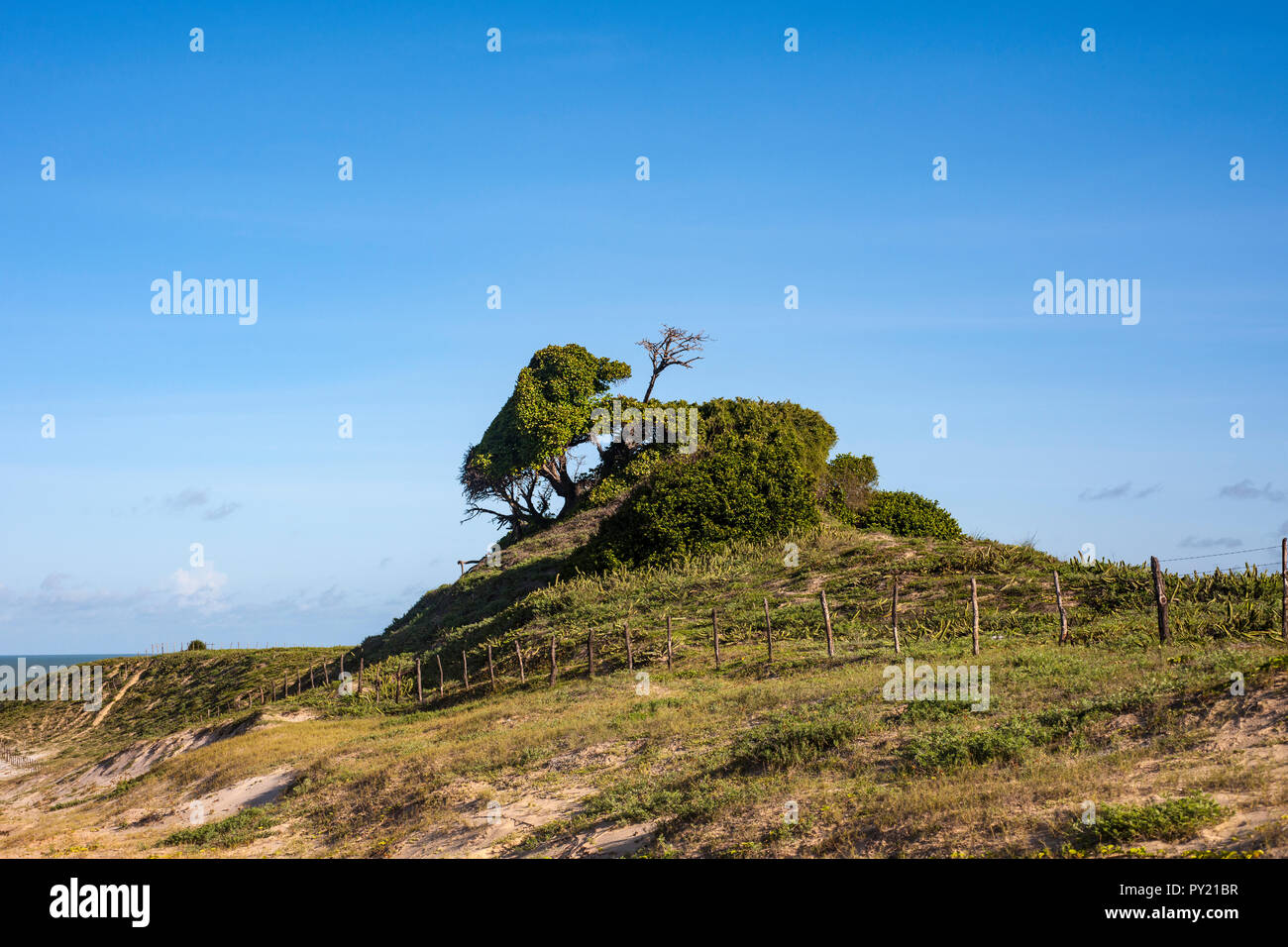 Alberi sulla sommità di una duna di sabbia vicino alla città costiera di Touros, Rio Grande do Norte, Brasile Foto Stock