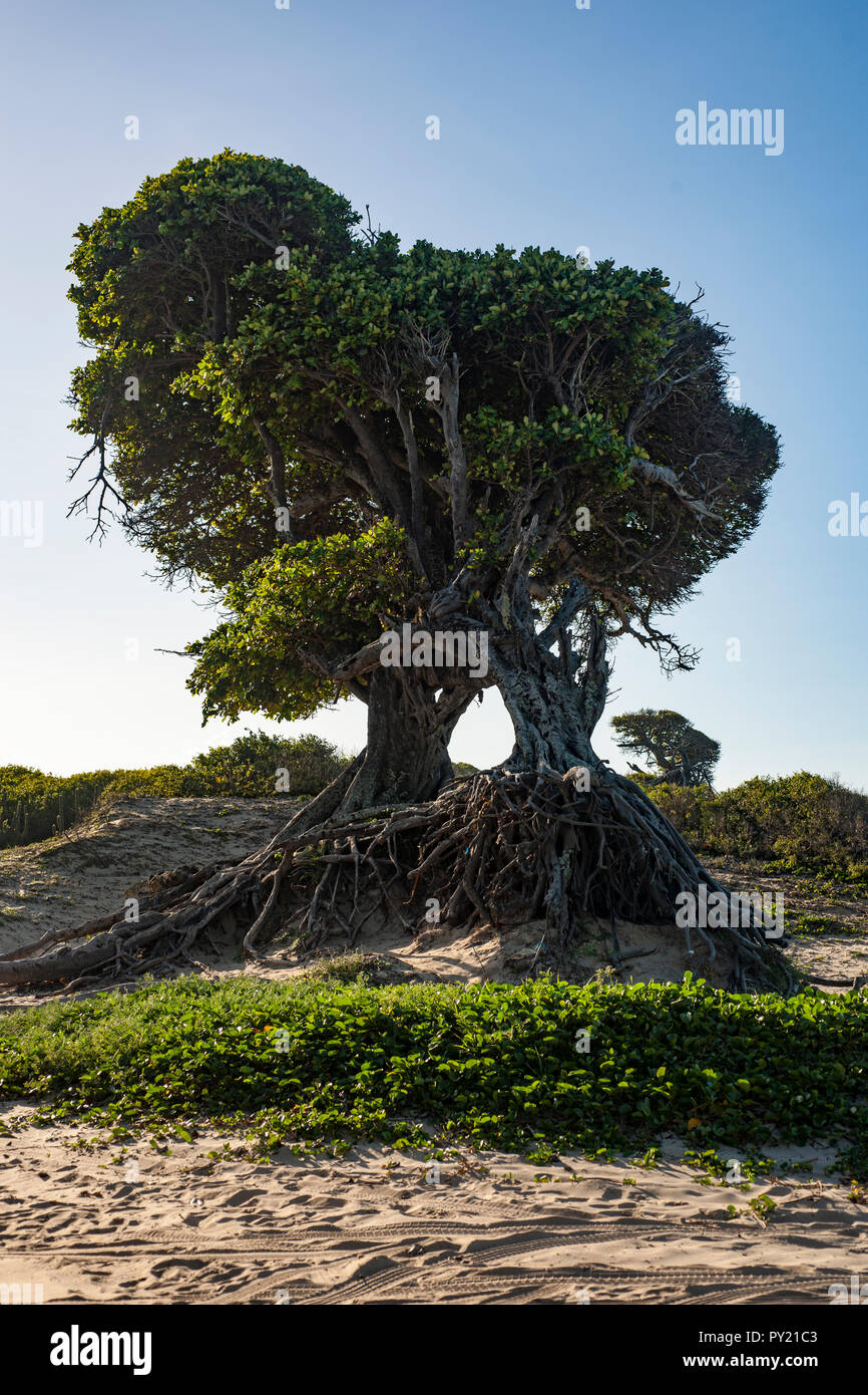 Il Arvore fare Amores, amante di albero, situato vicino alla spiaggia di Cabo Sao Roque, vicino a Touros, Rio Grande do Norte, Brasile Foto Stock
