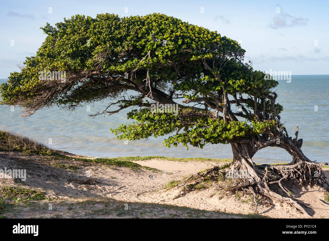 Il Arvore fare Amores, amante di albero, situato vicino alla spiaggia di Cabo Sao Roque, vicino a Touros, Rio Grande do Norte, Brasile Foto Stock