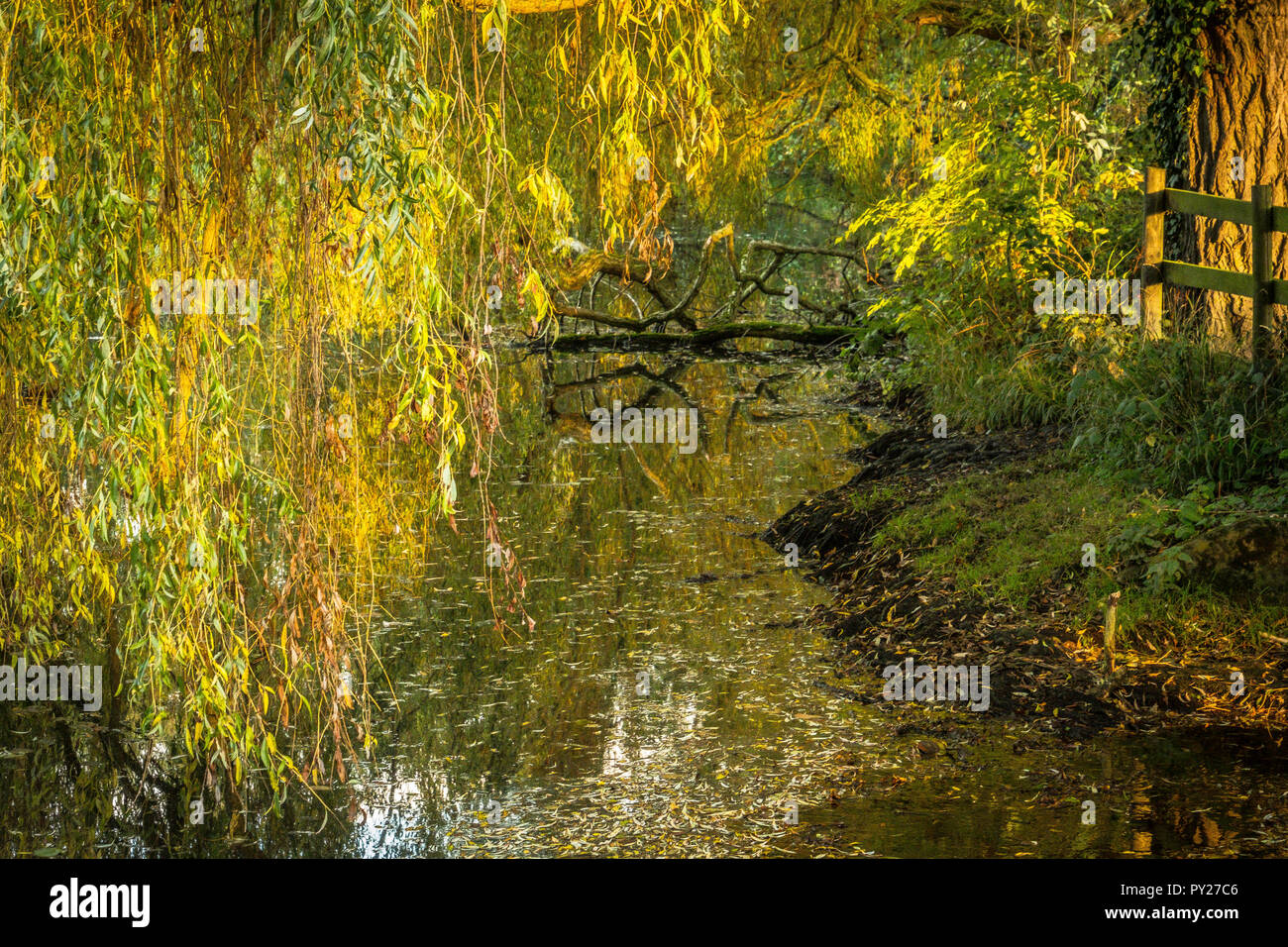 Un salice piangente in autunno getta la sua coulourful foglie su un laghetto. Foto Stock