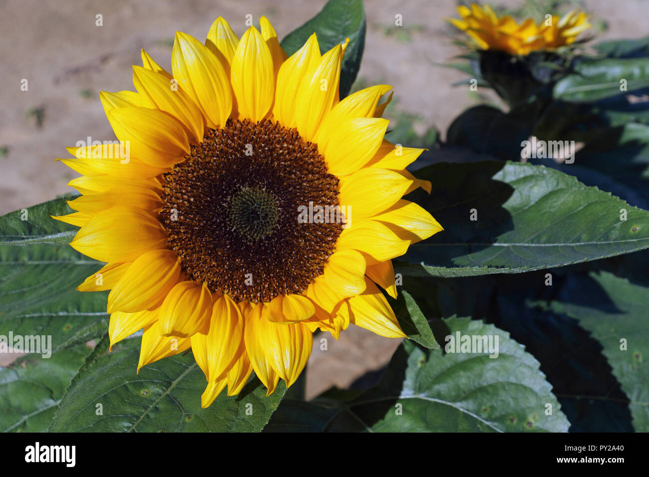 Luminoso e brillante e di colore giallo Foto Stock