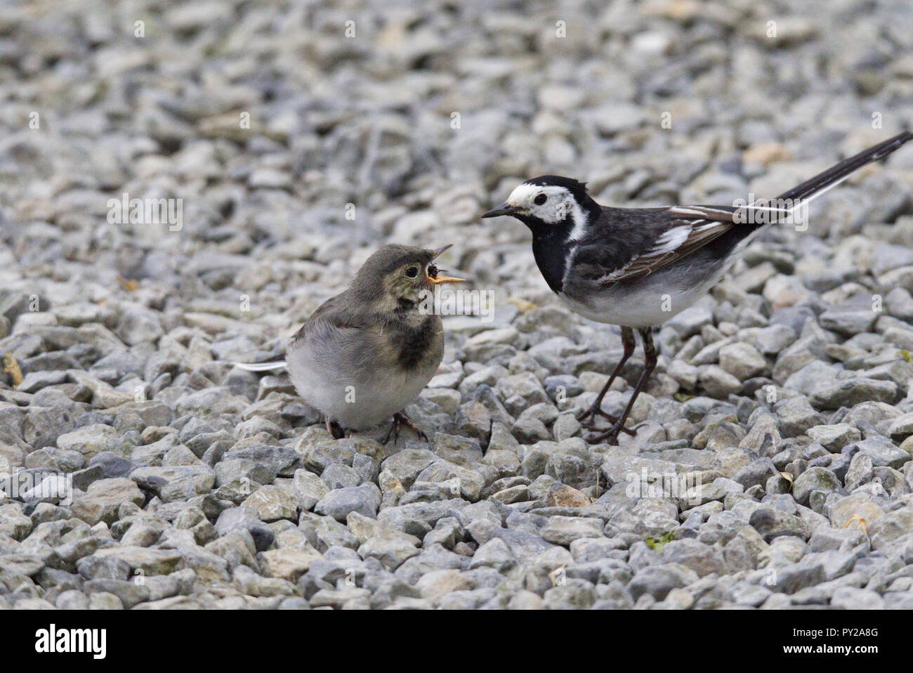 Pied wagtail madre e pulcino Foto Stock