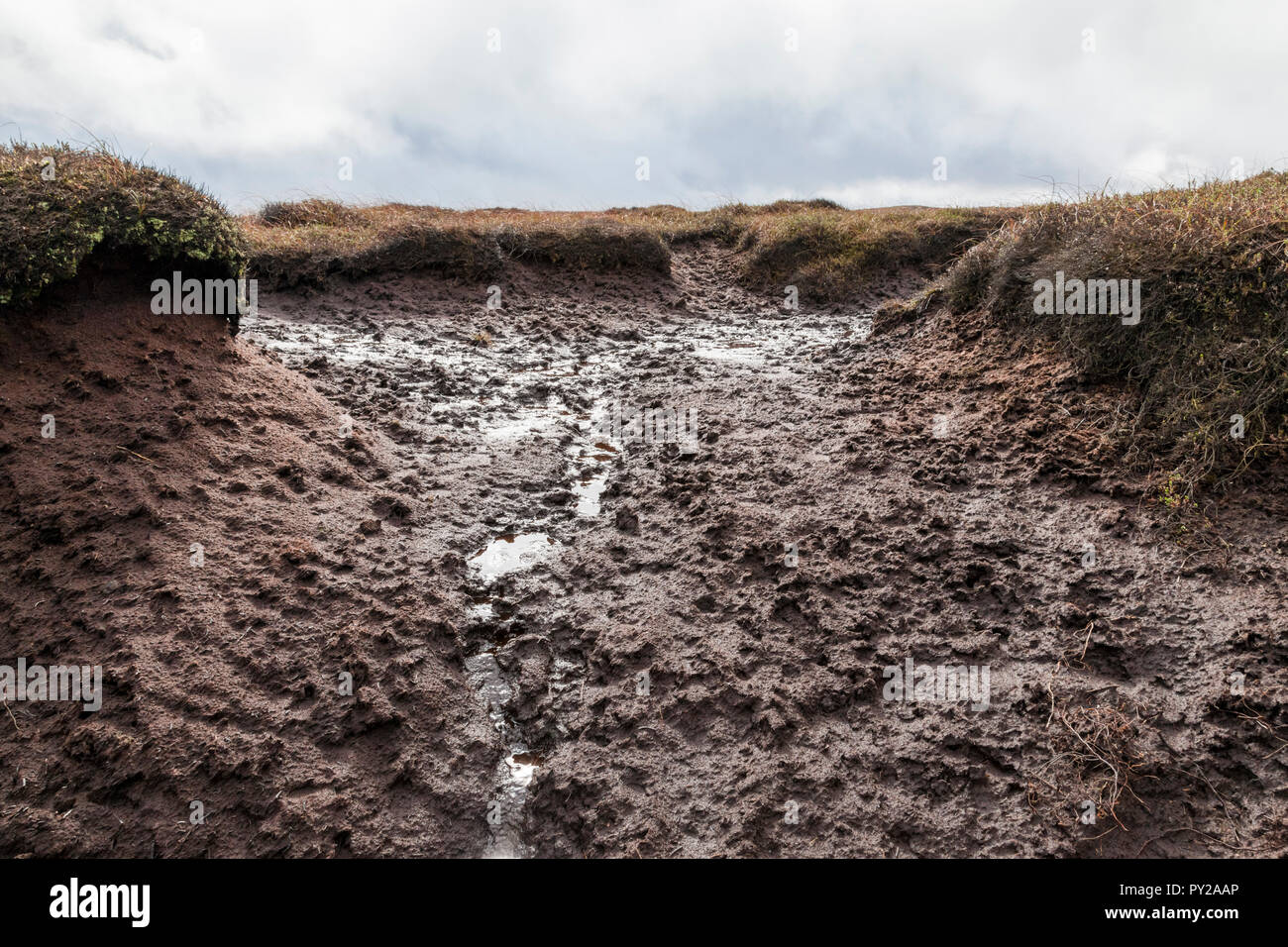 Close up di terreni fangosi. Fango su un 'Boggy torba moor dovuta alla brughiera di erosione. Kinder Scout, Derbyshire, Parco Nazionale di Peak District, England, Regno Unito Foto Stock