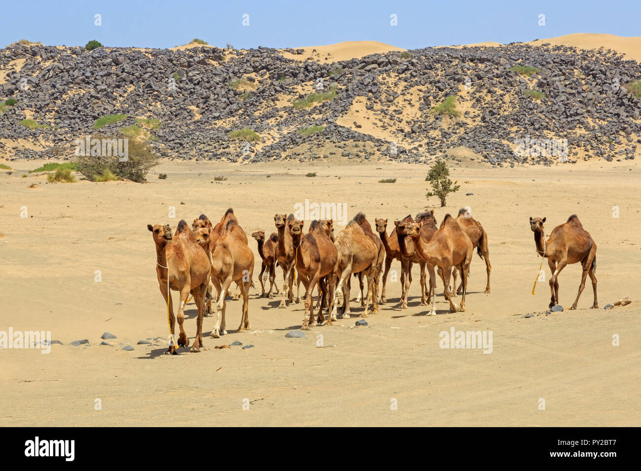 Cammelli nel deserto, Arabia Saudita Foto Stock