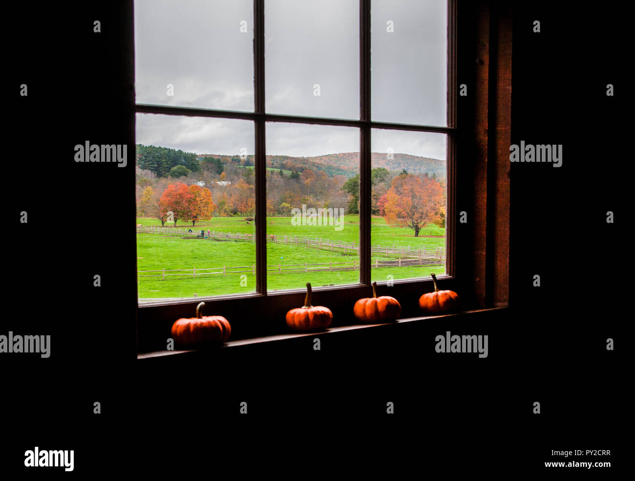 Guardando fuori un fienile windowsill, Billings Farm and Museum, Woodstock, autunno Vermont, fattoria, Stati Uniti, Ottobre 2018 New England caduta, in giardino, hooligans Foto Stock