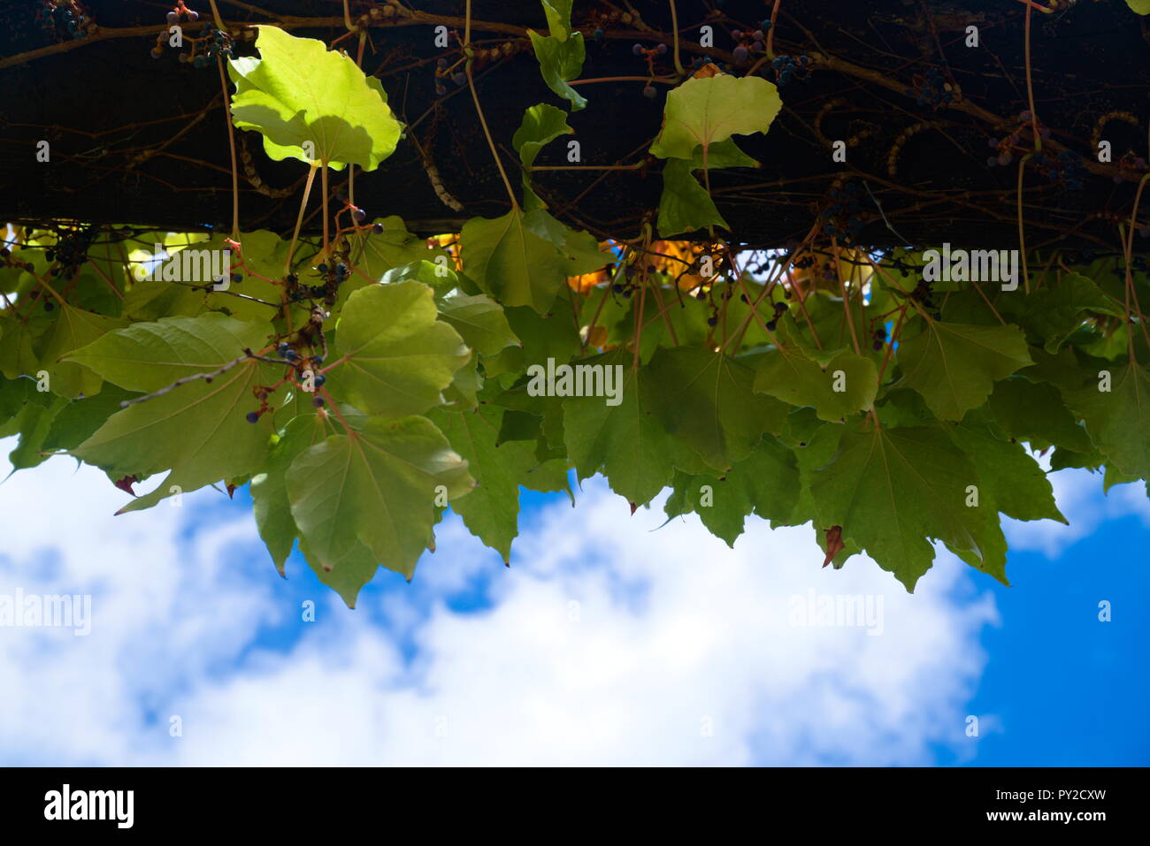 Il verde di foglie di vite appeso a un asse di legno con un bianco, cielo molto nuvoloso in background. Foto Stock