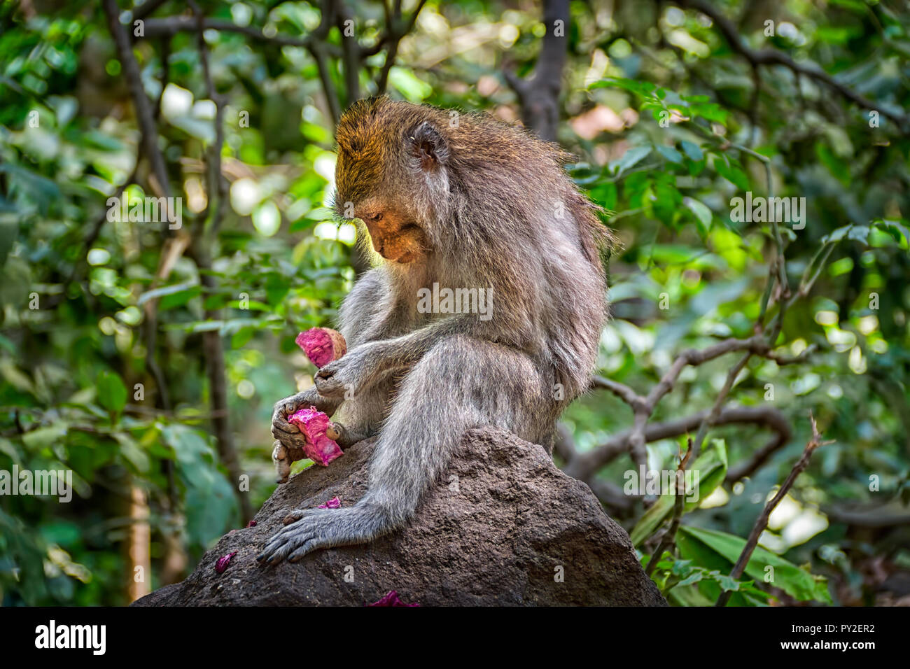 Un Balinese Long-tailed Monkey seduto in un albero di mangiare nella paura Santuario della Foresta delle Scimmie, Ubud, Bali, Indonesia Foto Stock