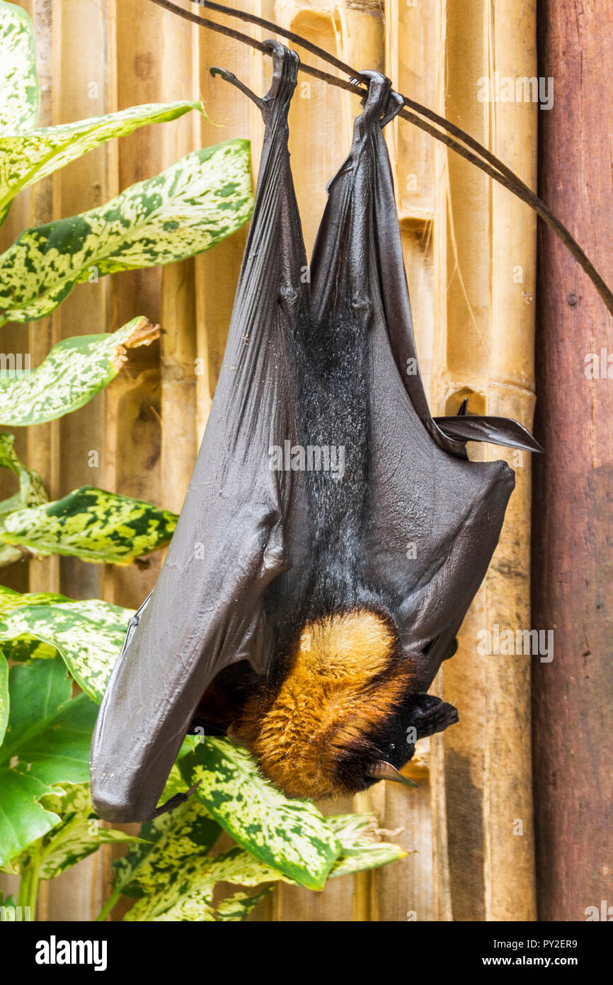 Un gigante golden-incoronato flying fox bat appesi capovolti, Indonesia Foto Stock