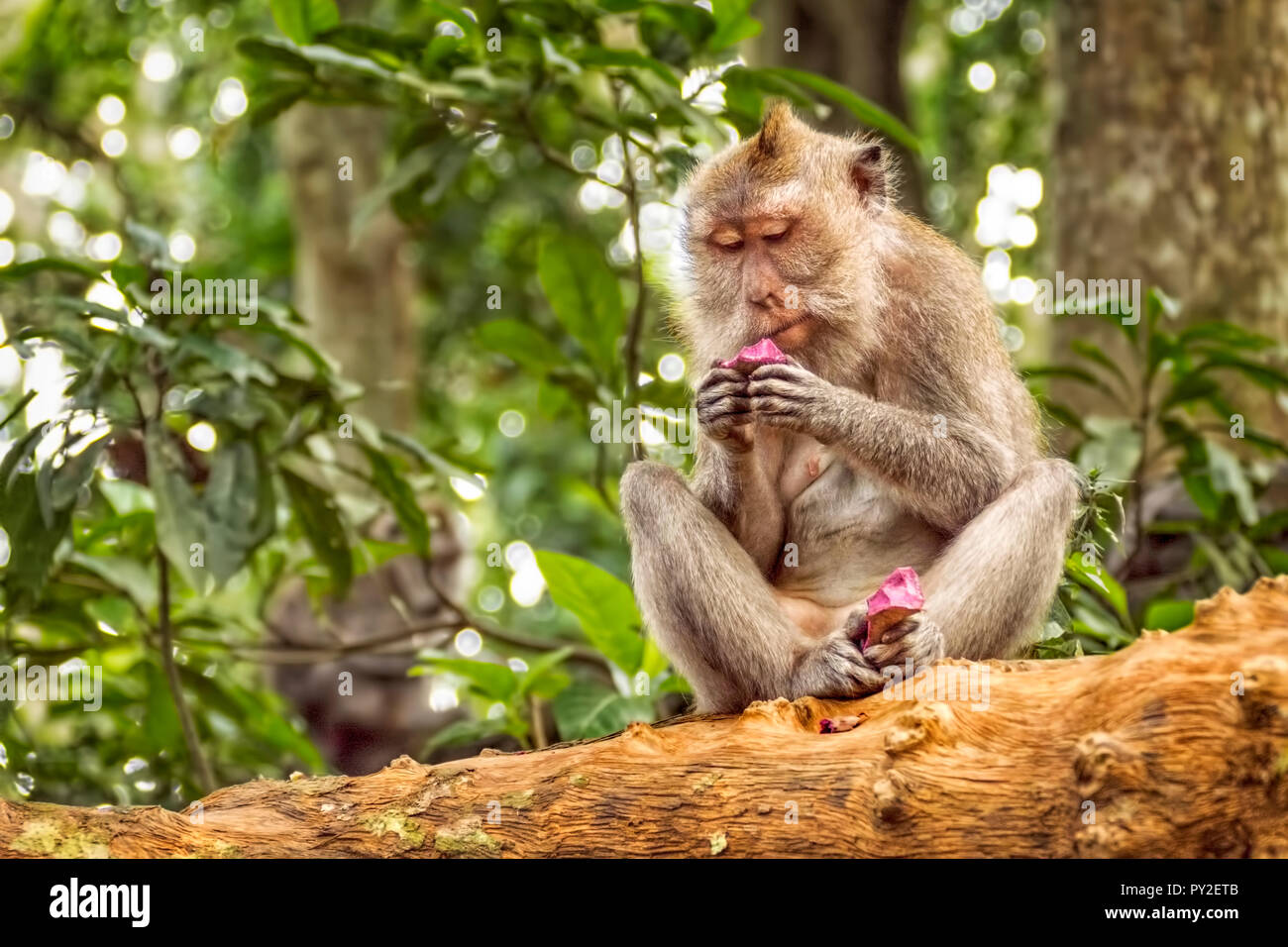 Un Balinese Long-tailed Monkey seduto in un albero di mangiare, Ubud, Bali, Indonesia Foto Stock