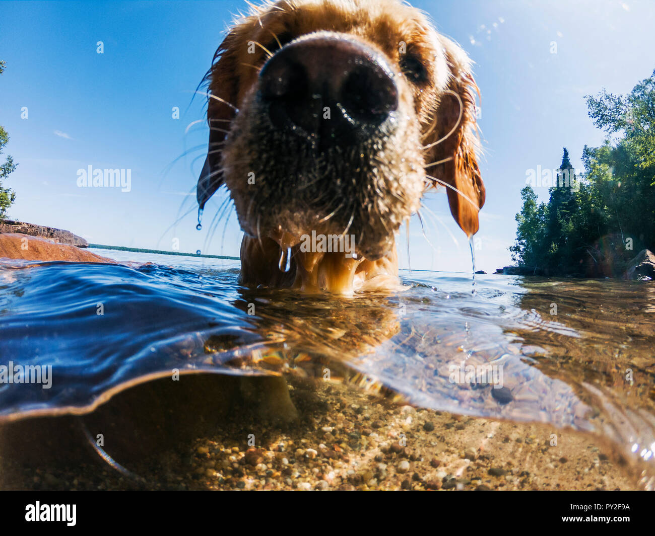Close-up di un cane bagnato in un lago Foto Stock