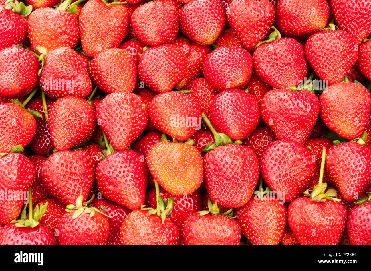 Un mucchio di vivida colorate fragole rosso Foto Stock