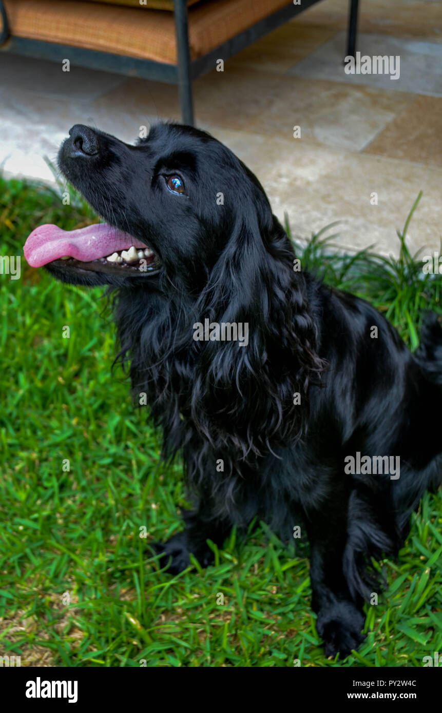 Un Happy dog obbedire al comando di seduta per un'immagine e in attesa di un trattamento. Foto Stock