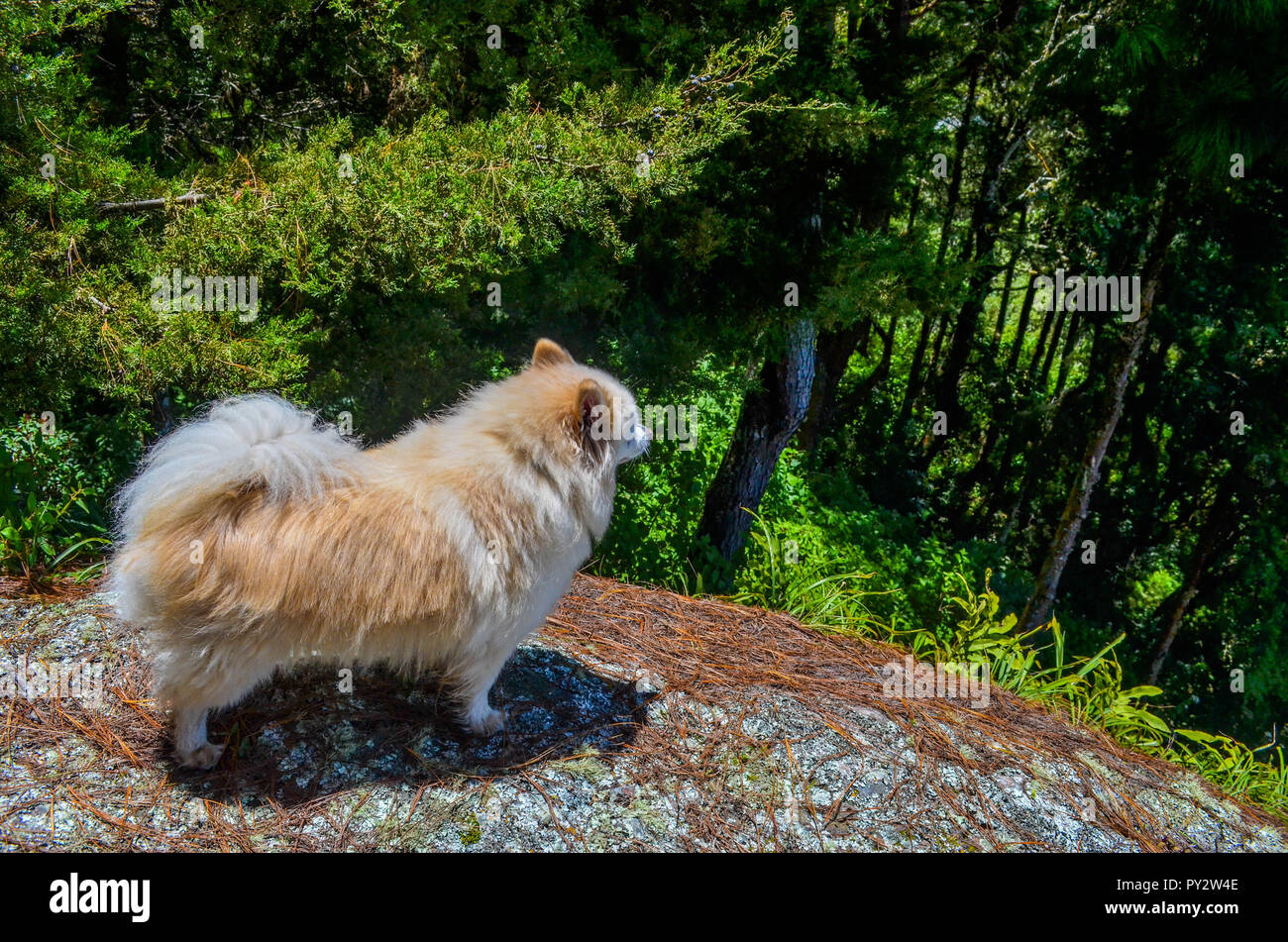 Un cane di Pomerania affacciato su alberi in piedi in cima a una roccia. Foto Stock