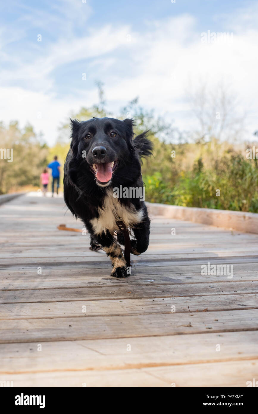 Un piccolo cockapoo -shetland sheepdog mix che corre verso la telecamera su una rampa di legno durante il periodo estivo in Pennsylvania, Stati Uniti d'America. Foto Stock