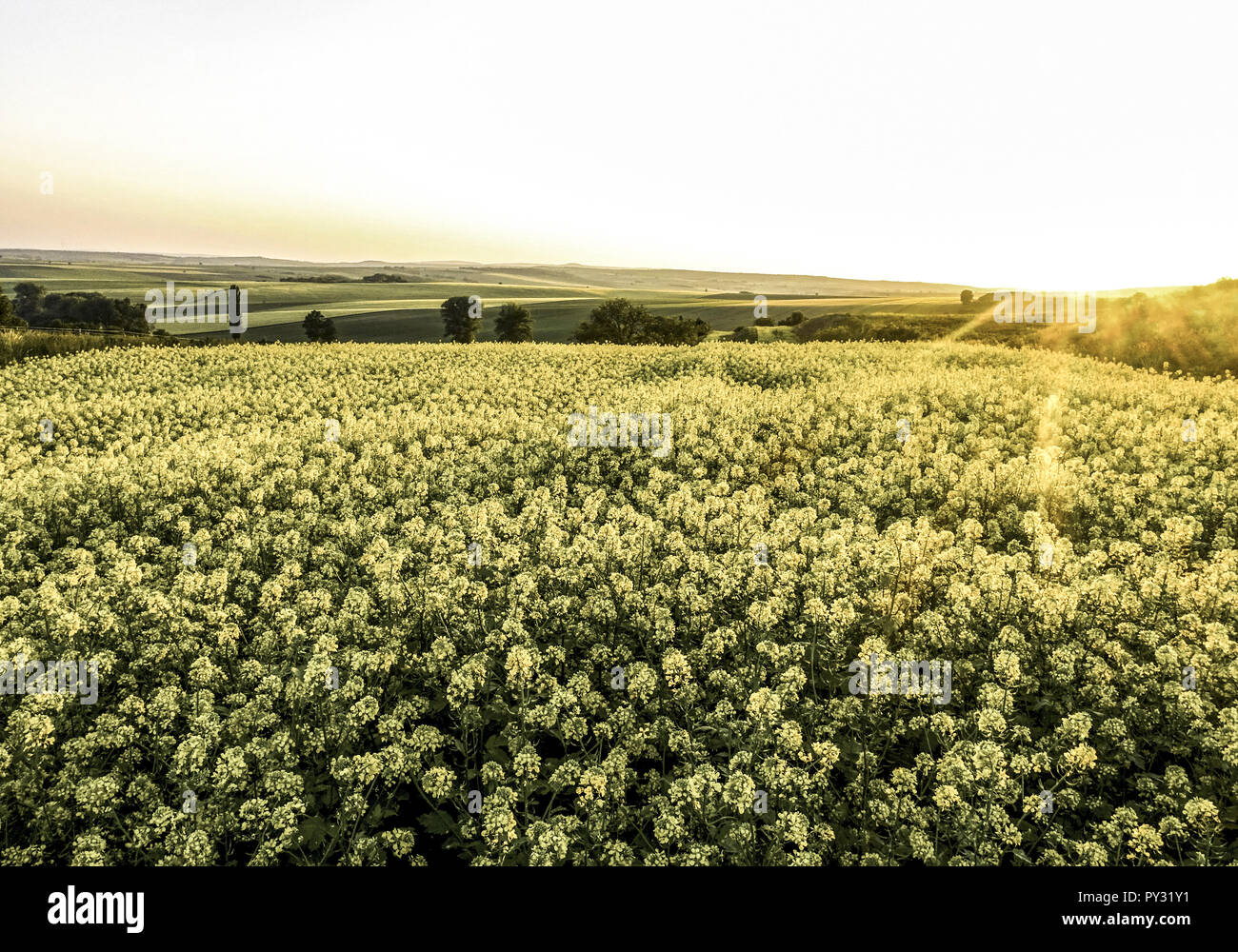 Rapsfeld in der Abendsonne, Oesterreich Foto Stock