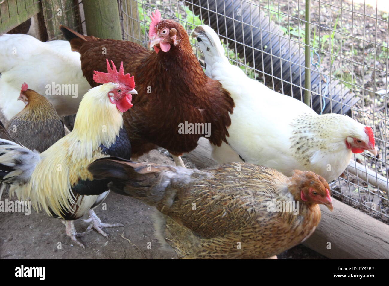 I polli e il gallo Foto Stock